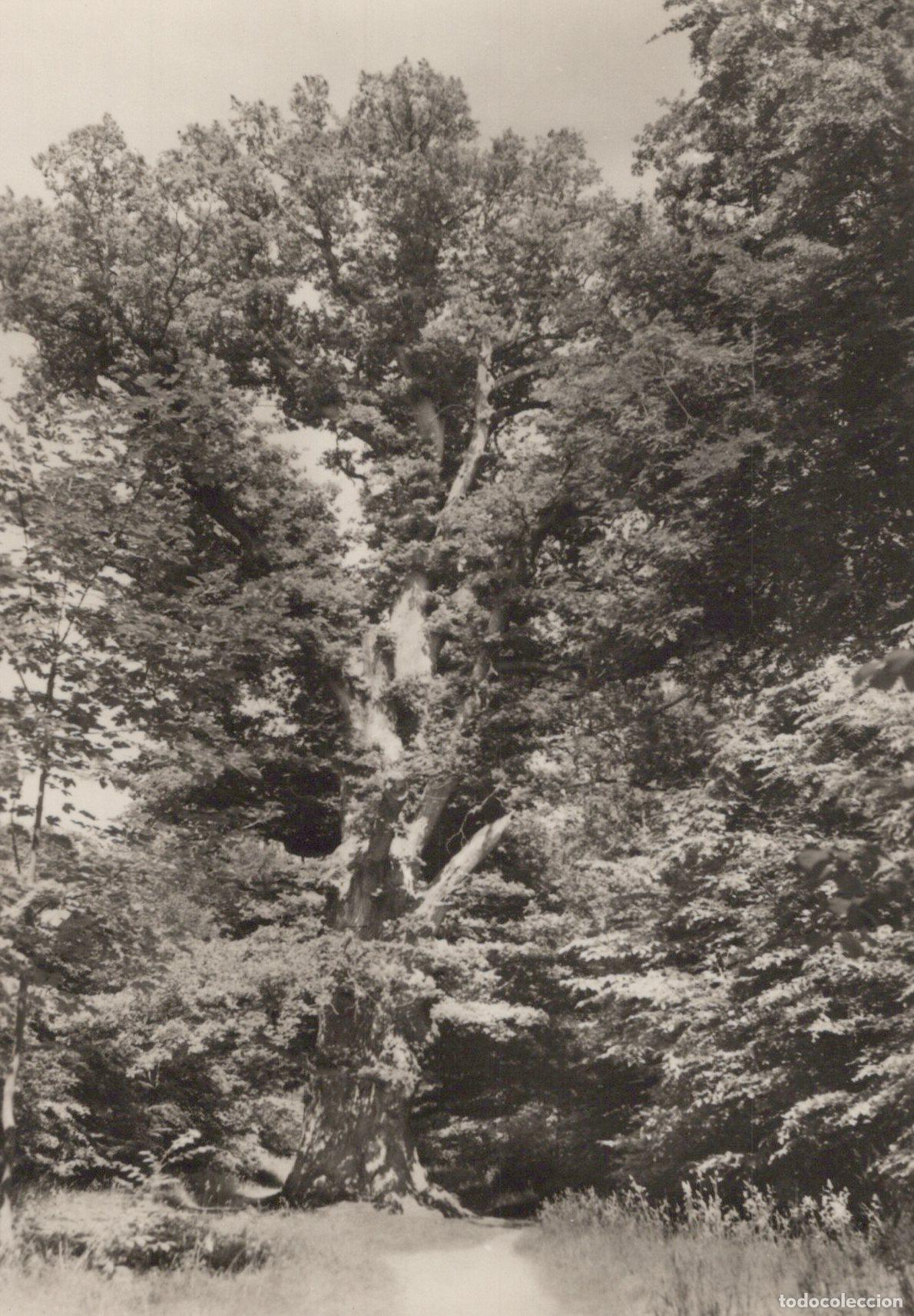 Cartoline: Germany Reuterstadt Stavenhagen Ivenacker Eichen Ancient Oak Real Photo *YAX795