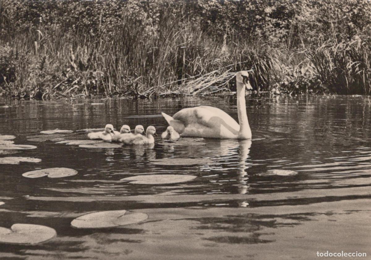 Postales: Germany Reichenbach Swan With Cygnets On A Pond Nature Scene Real Photo *YAX881