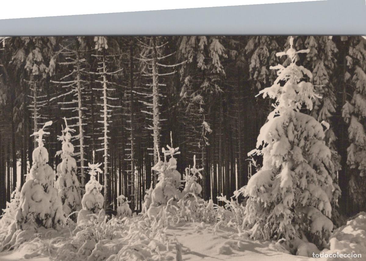 Postales: Germany Eibenstock Snowy Forest Winter Landscape Erzgebirge Mountains *YAX883