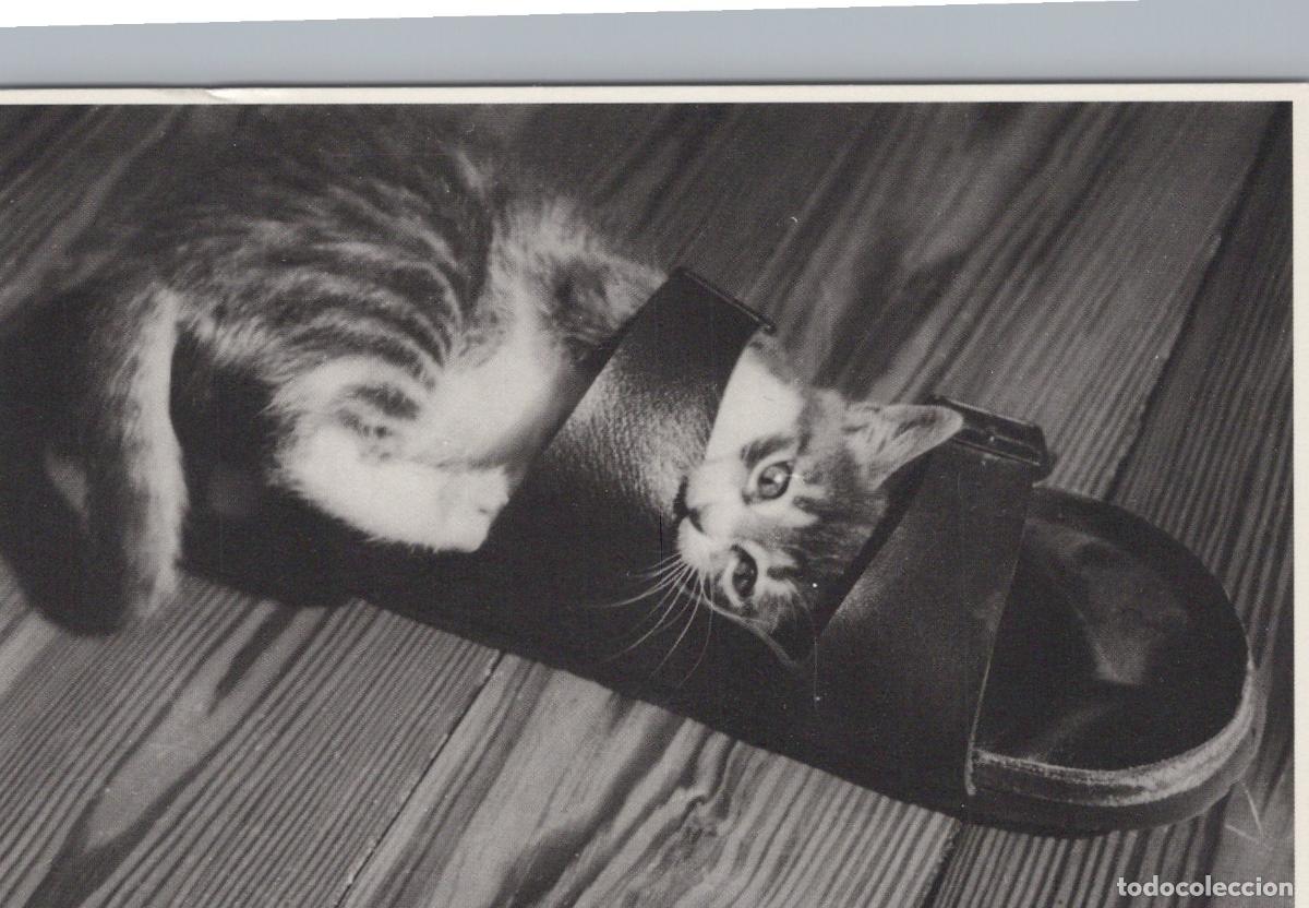 Postales: Germany Bad Bentheim Cute Kitten Playing in A Sandal On Wooden Floor *YAX889