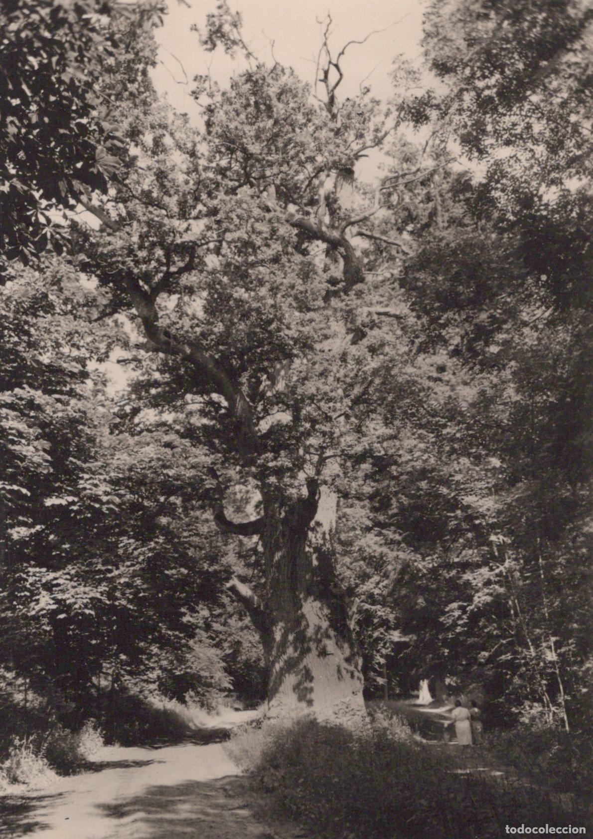 Postais: Germany Reuterstadt Stavenhagen Ivenacker Eichen Ancient Oak Unposted *YAX794