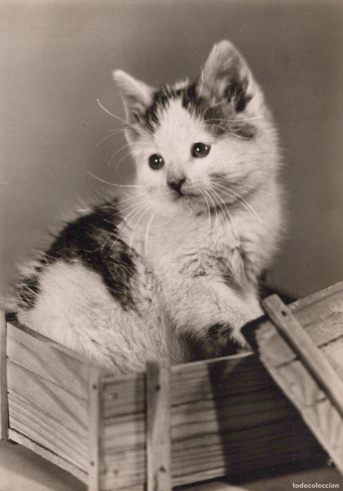 Postkarten: Germany Lengerich Cute Fluffy Kitten in Wooden Box Black and White Photo *YAX802