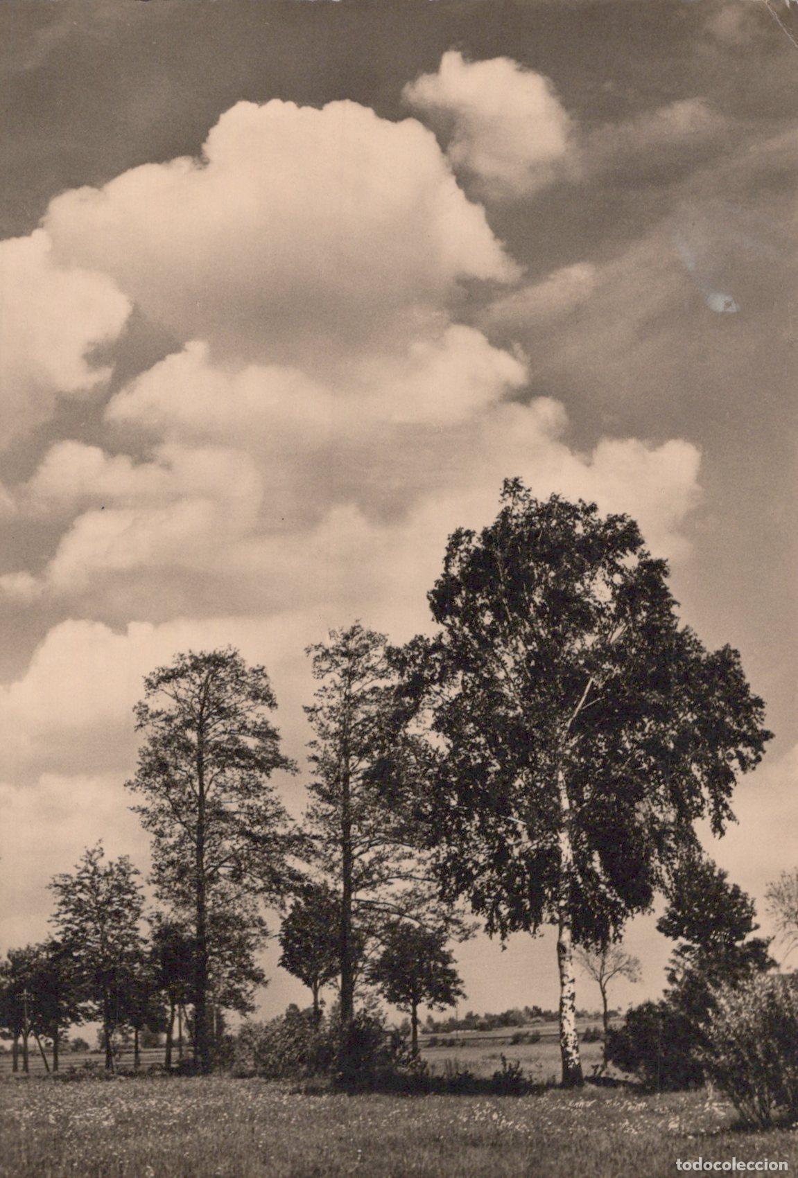 Postkarten: Germany Cologne Landscape Birch Trees Field Clouds Nature Scene *YAX804