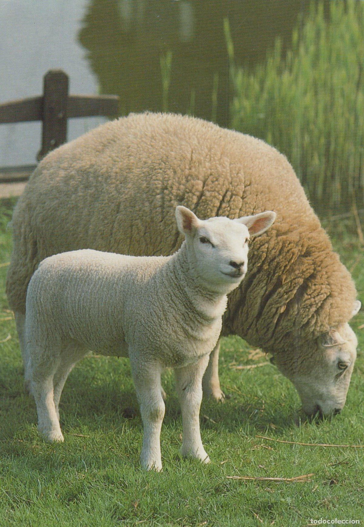 Postkarten: Germany Detmold Sheep With Lamb Grazing By Water Pastoral Scene Unposted *YAY007