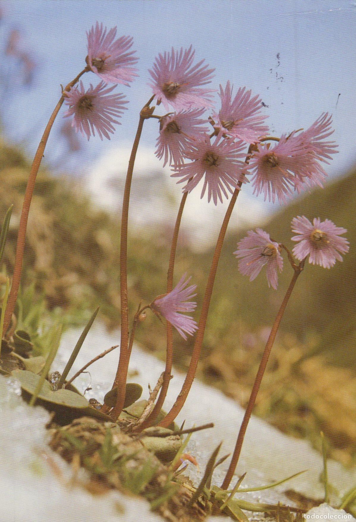 Cartes Postales: Switzerland Samedan Alpine Soldanella Flowers in the Mountains *YAY030