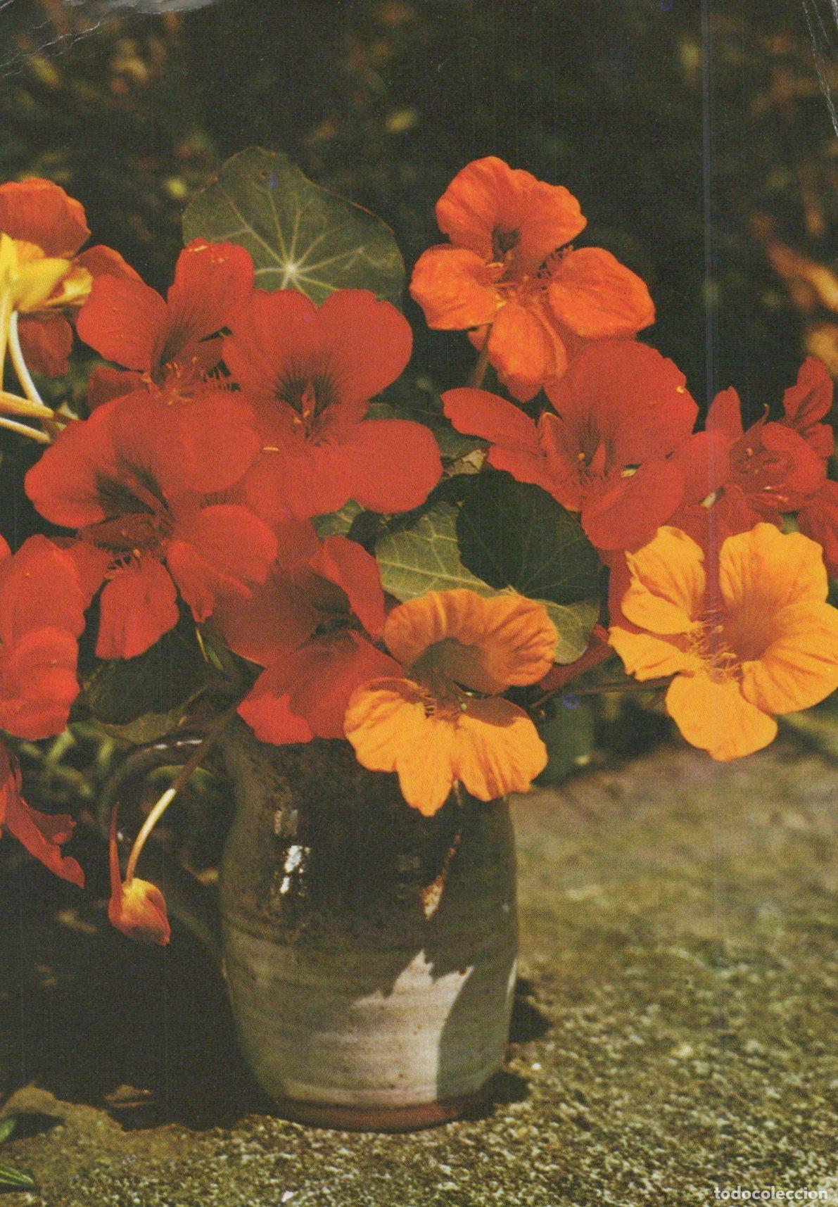 Postcards: Germany Hannover A Ceramic Jug Filled With Vibrant Red and Yellow *YAY025