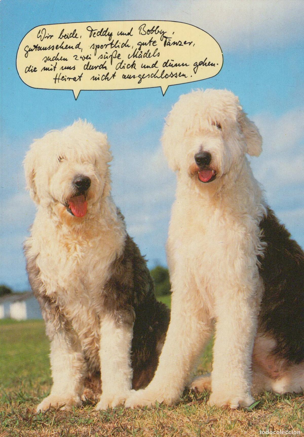Postais: Germany L&uuml;beck Two Old English Sheepdogs Sitting On Grass With A Speech *YAY053