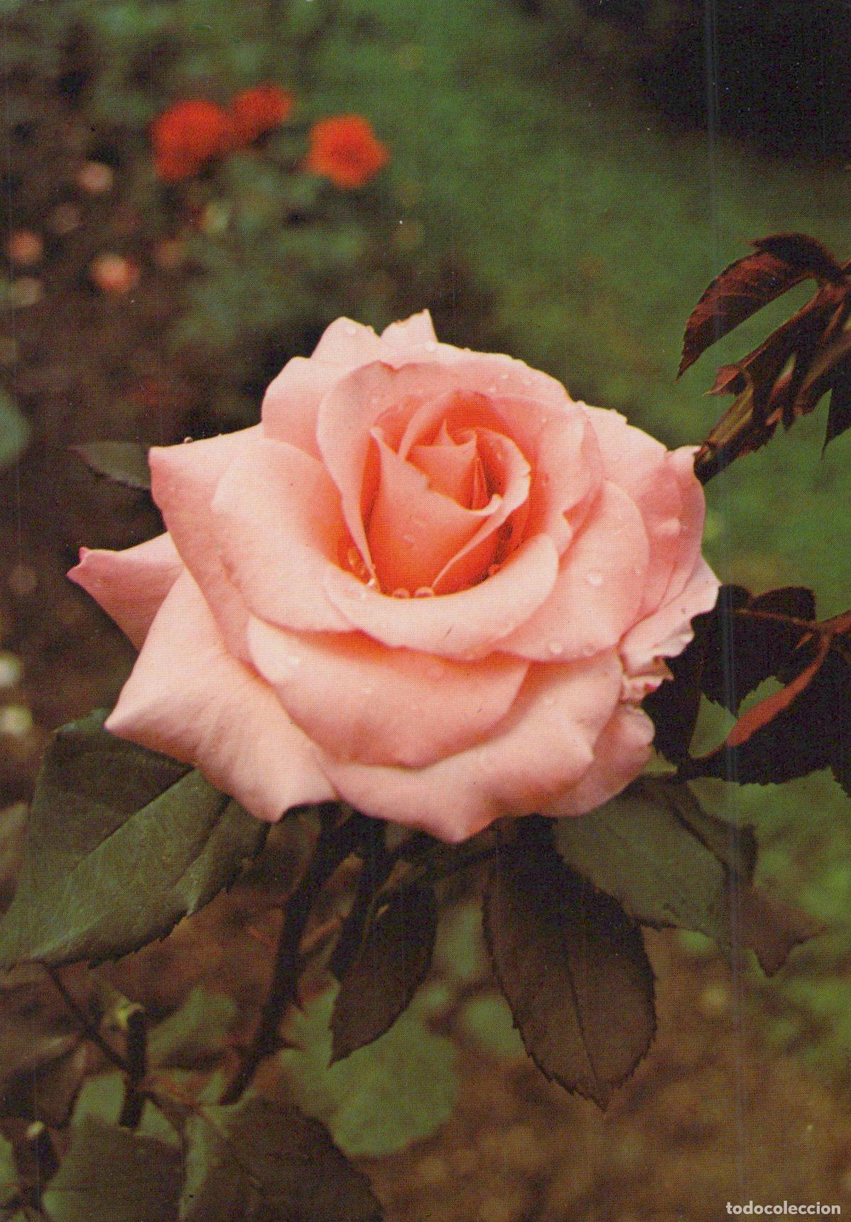 Postales: Germany Hannover Pink Rose With Dew Drops Garden Flower Nature *YAY031