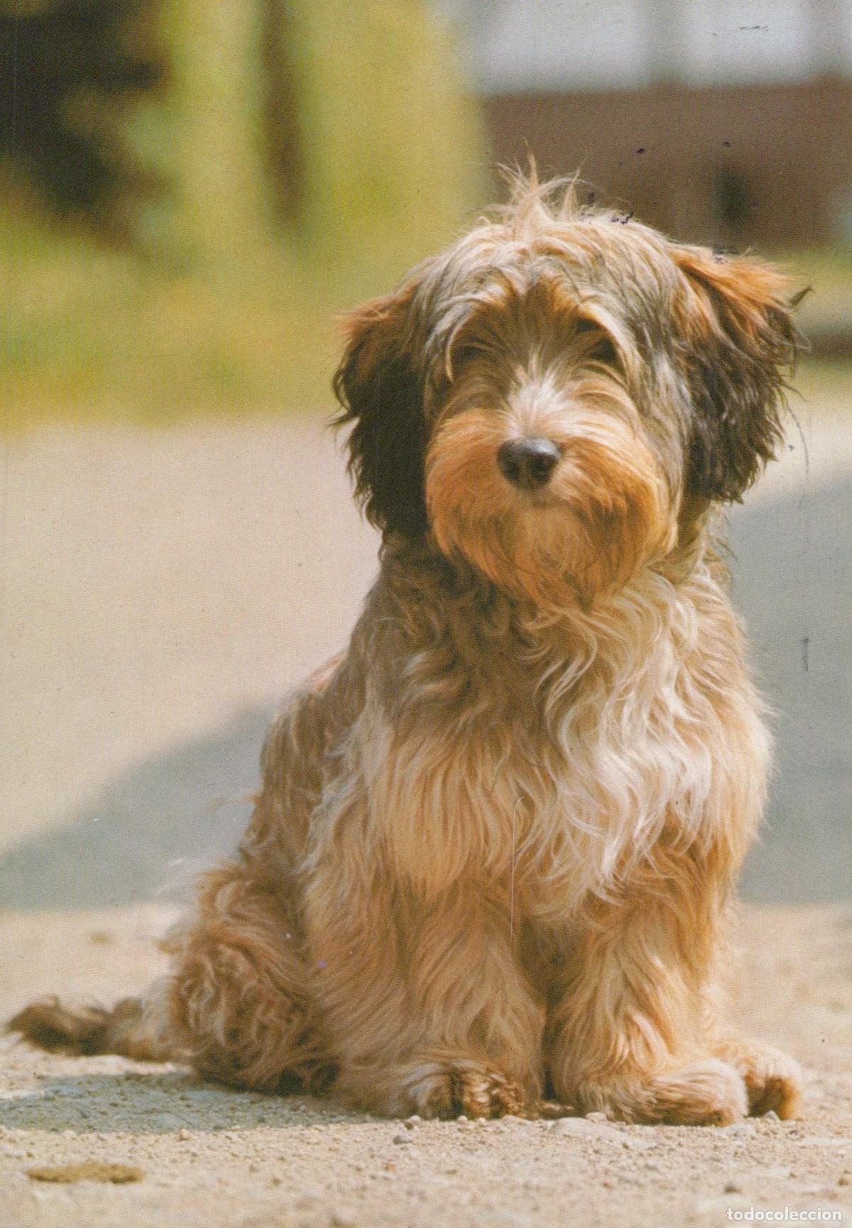 Postais: Germany Munich A Shaggy Brown and White Dog Sitting On the Ground *YAY026