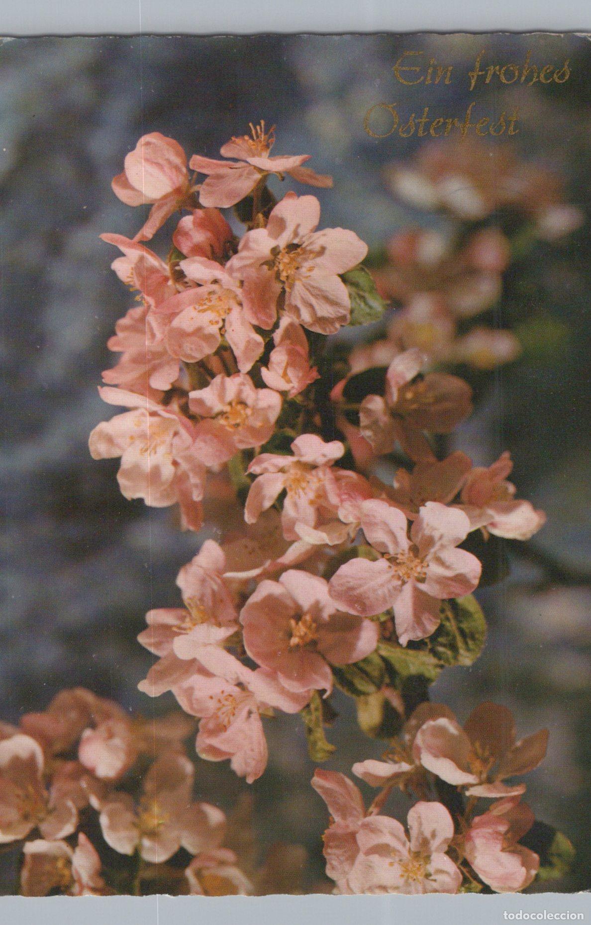 Postais: Germany Hanover Pink Blossoms On A Branch With Ein Frohes Osterfest *YAY071