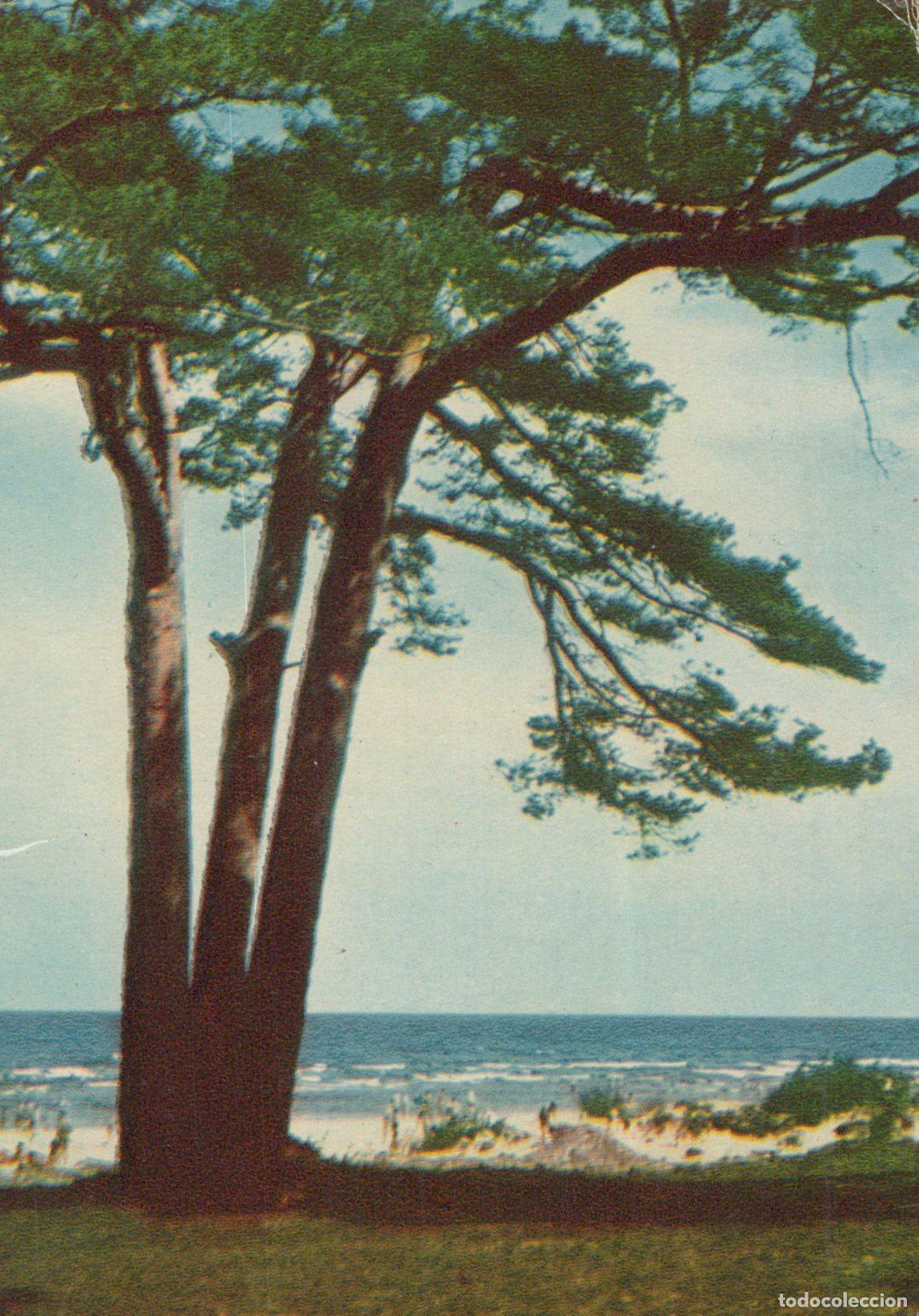 Postais: Latvia Riga Beach Pine Tree Seascape Baltic Sea Coast Vintage Unposted *YAY082
