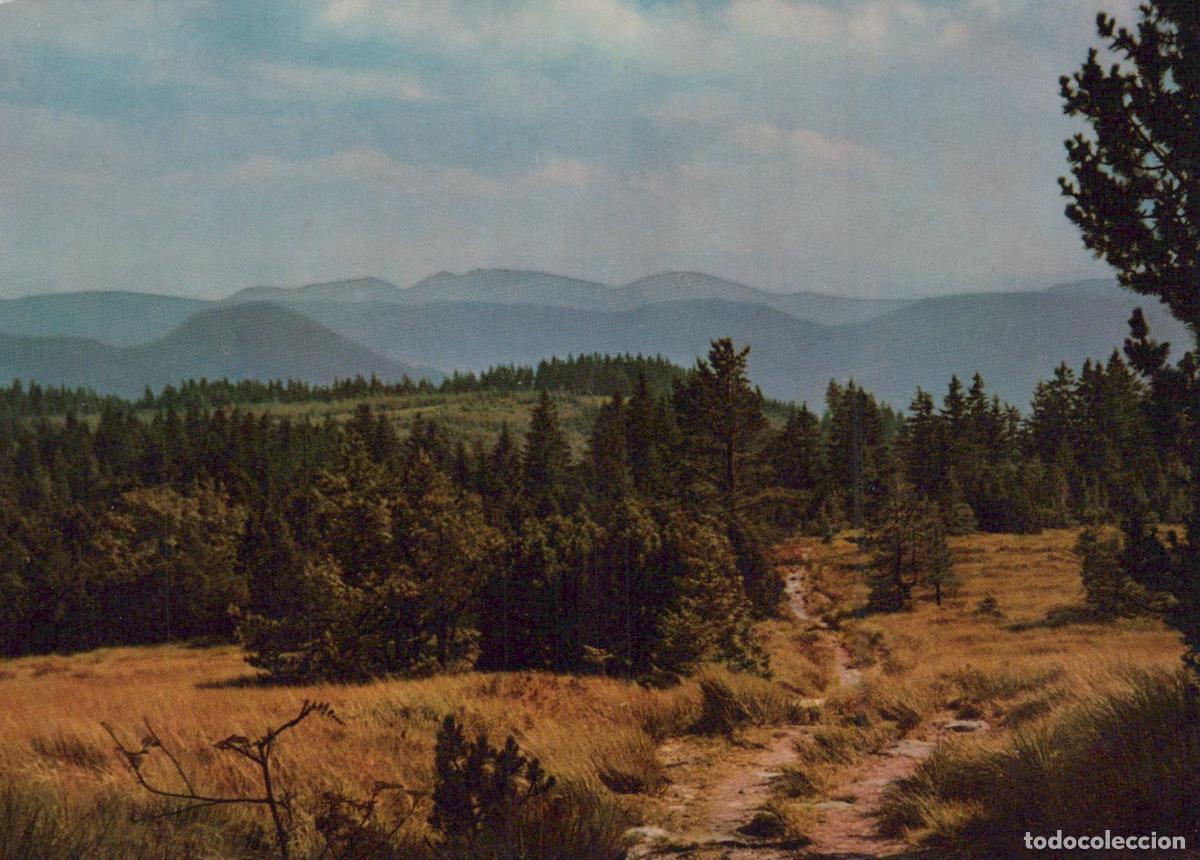 Cartoline: Germany Black Forest Mountain Landscape Forest Path Vintage Unposted *YAY125