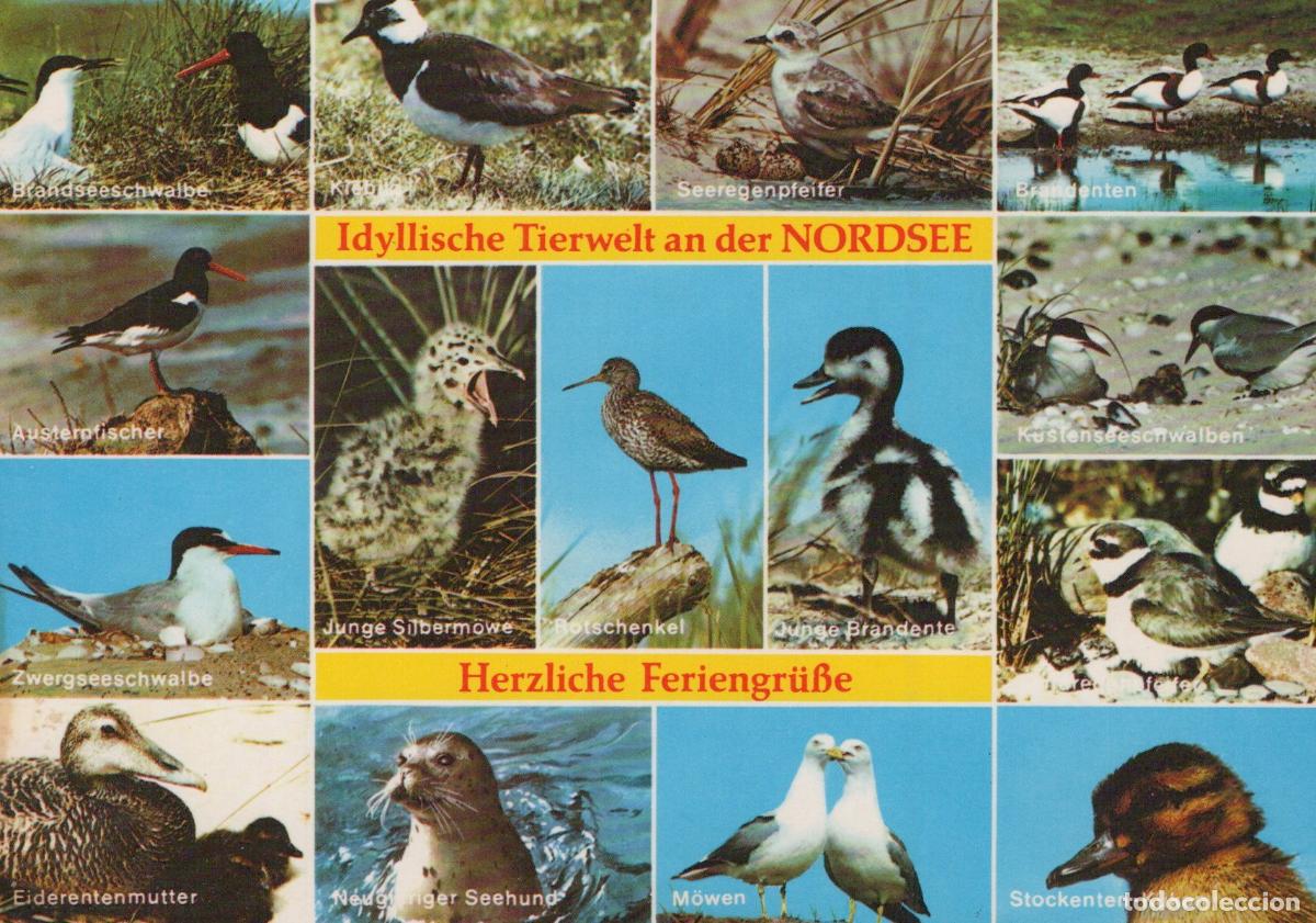 Postales: Germany Amrum Idyllic Wildlife of the North Sea A Collage of Birds and A *YAY159
