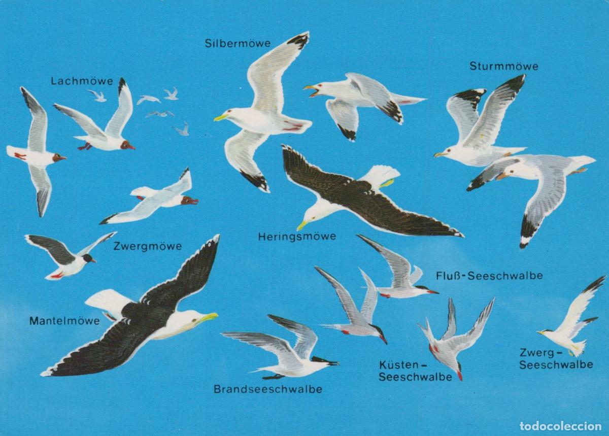 Postales: Germany L&uuml;beck Birds in Seawind Gulls Terns Species Unposted *YAY158