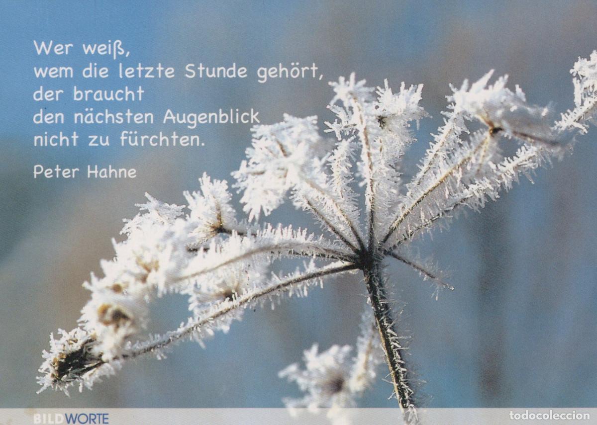 Cartes Postales: Germany Marburg Frosted Plant Winter Nature Quote Peter Hahne Unposted *YAY198