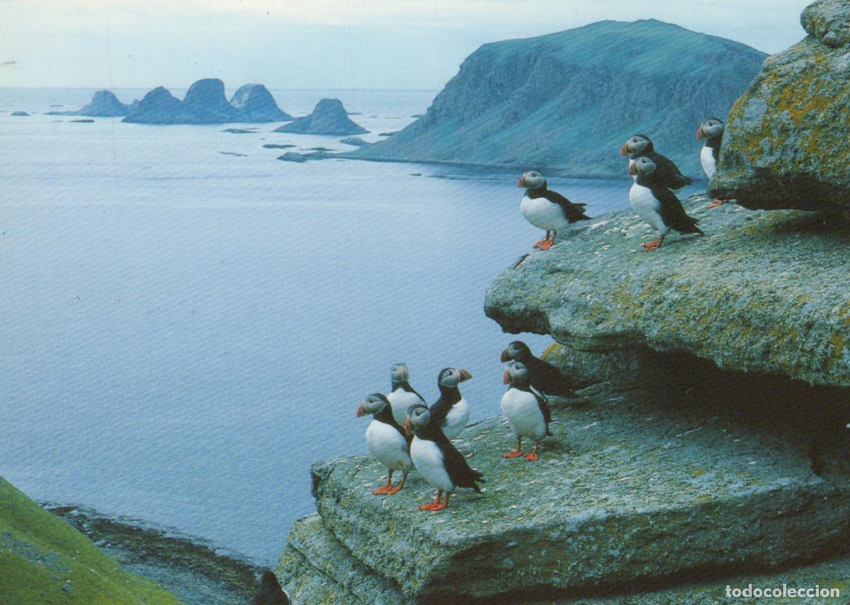 Cartes Postales: Norway R&oslash;st Lundefugl I Puffins On Cliff Seascape *YAY483