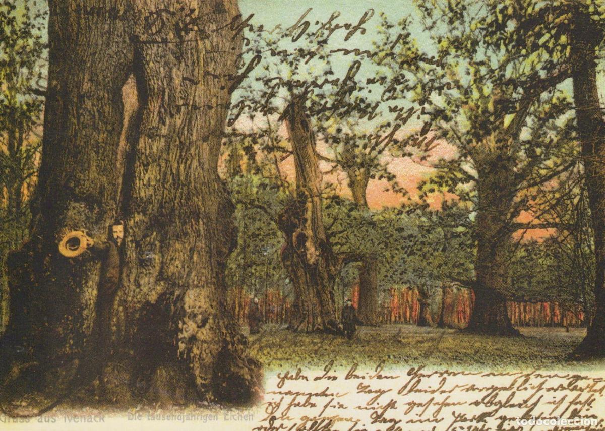 Postkarten: Germany Ivenack Ancient Oak Trees Forest Landscape *YAY377