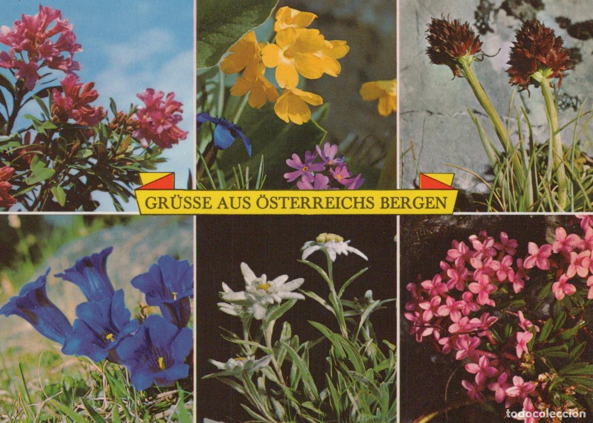 Postkarten: Austria Innsbruck Alpine Flowers Edelweiss Gentian Rhododendron Unposted *YAY493