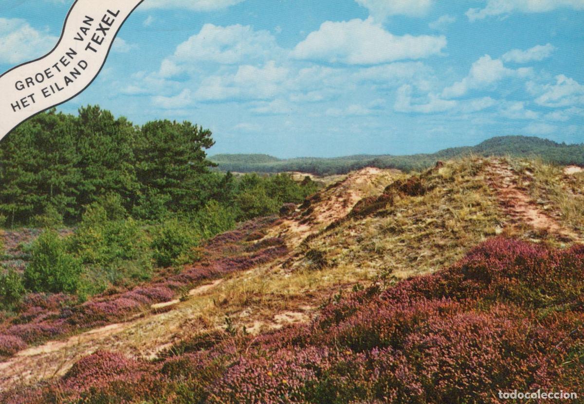 Postales: Netherlands Texel Island Landscape With Heather and Dunes Blue Sky *YAY535