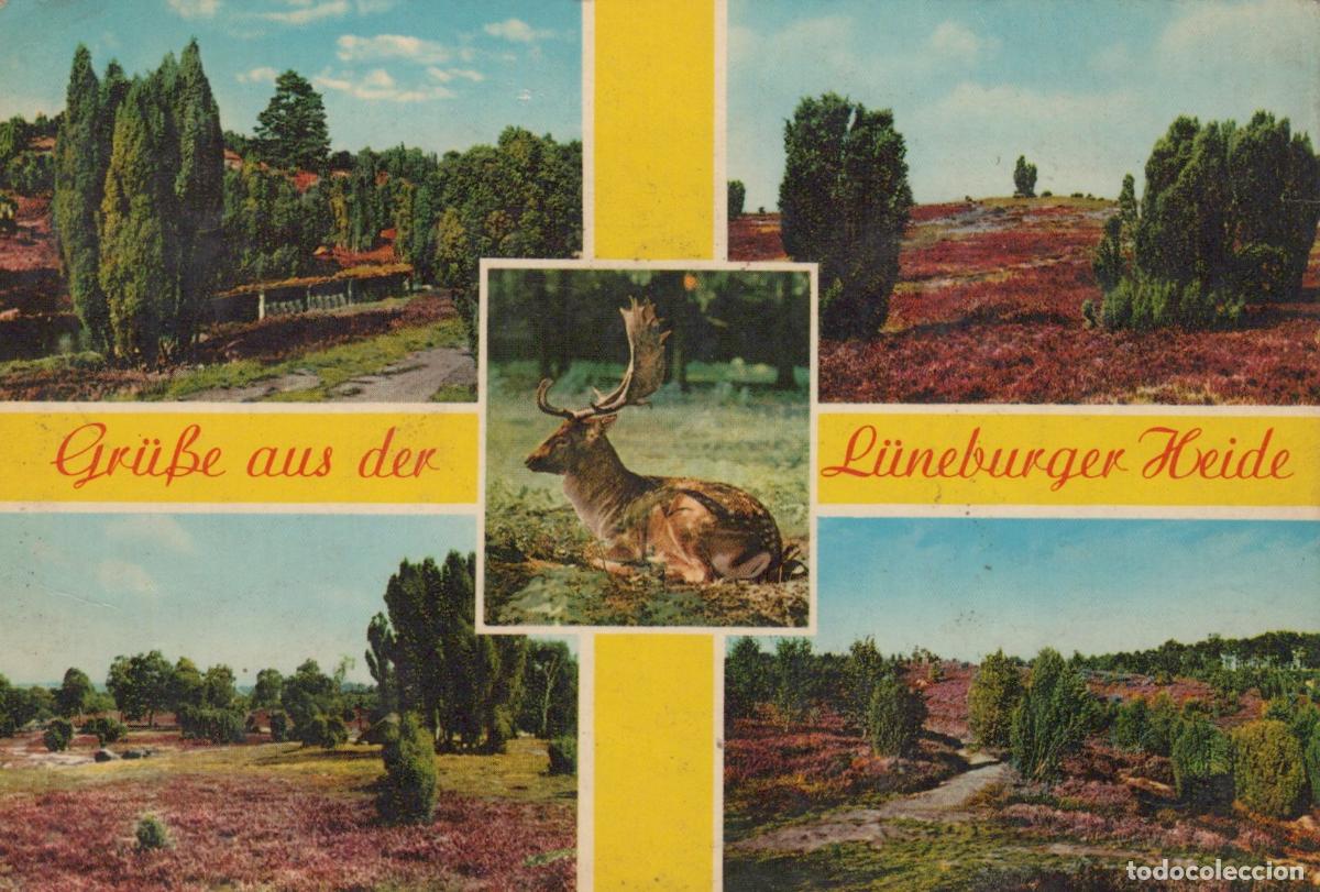 Cartes Postales: Germany L&uuml;neburg L&uuml;neburger Heide Heathland Deer Collage Vintage *YAY490