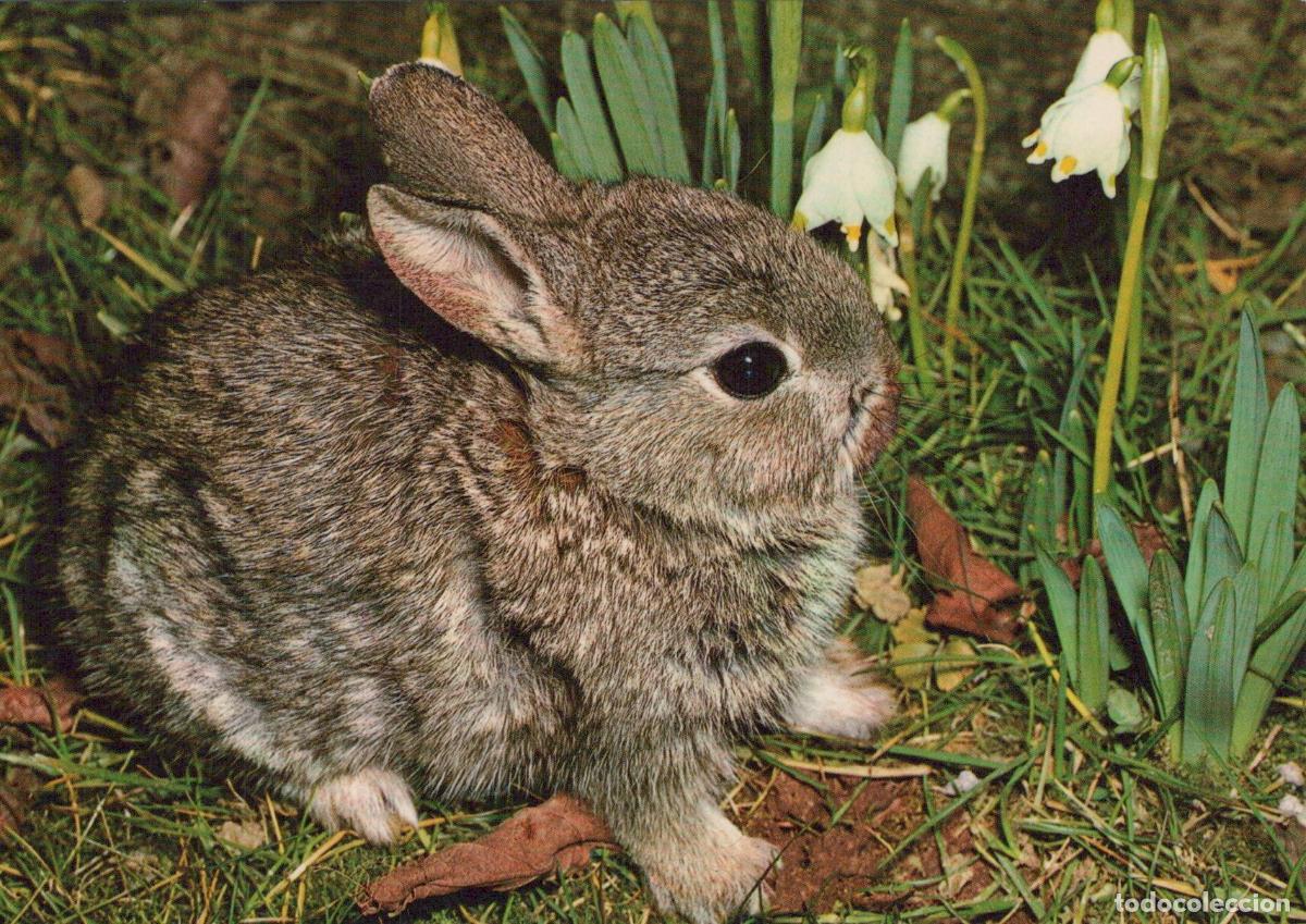 Postcards: Germany Goslar Cute Baby Rabbit in Grass With Snowdrop Flowers Nature *YAY547