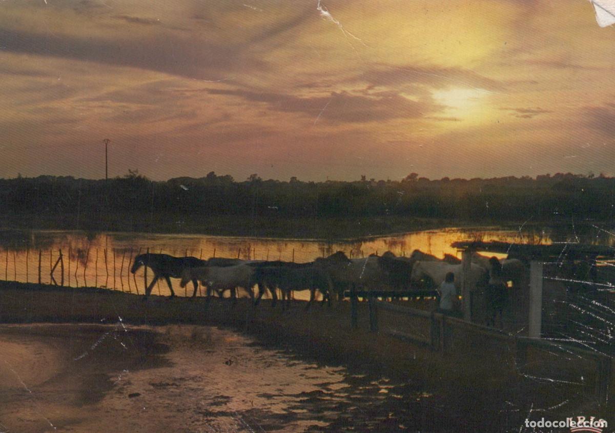 Postcards: France Camargue Sunset Wild Horses Drove Passing River Unposted *YAY549
