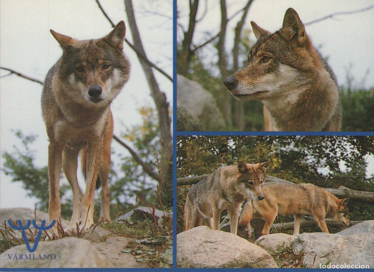 Postales: Sweden Wolves Wild Animals Nature Unposted *YAY382