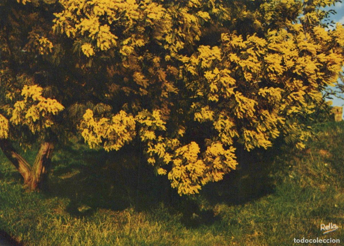 Cartoline: France Nice Mimosa Tree in Bloom Beautiful Yellow Flowers Nature *YAY577