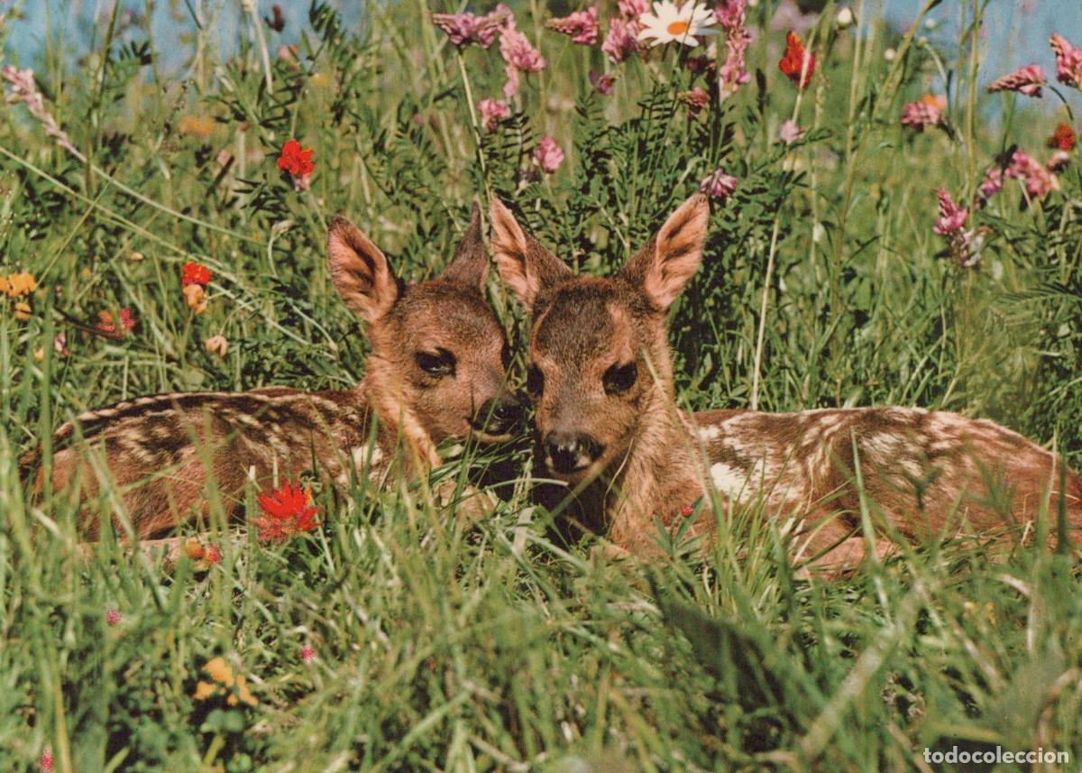 Postkarten: Germany Dortmund Two Roe Deer Fawns in A Meadow *YAY546