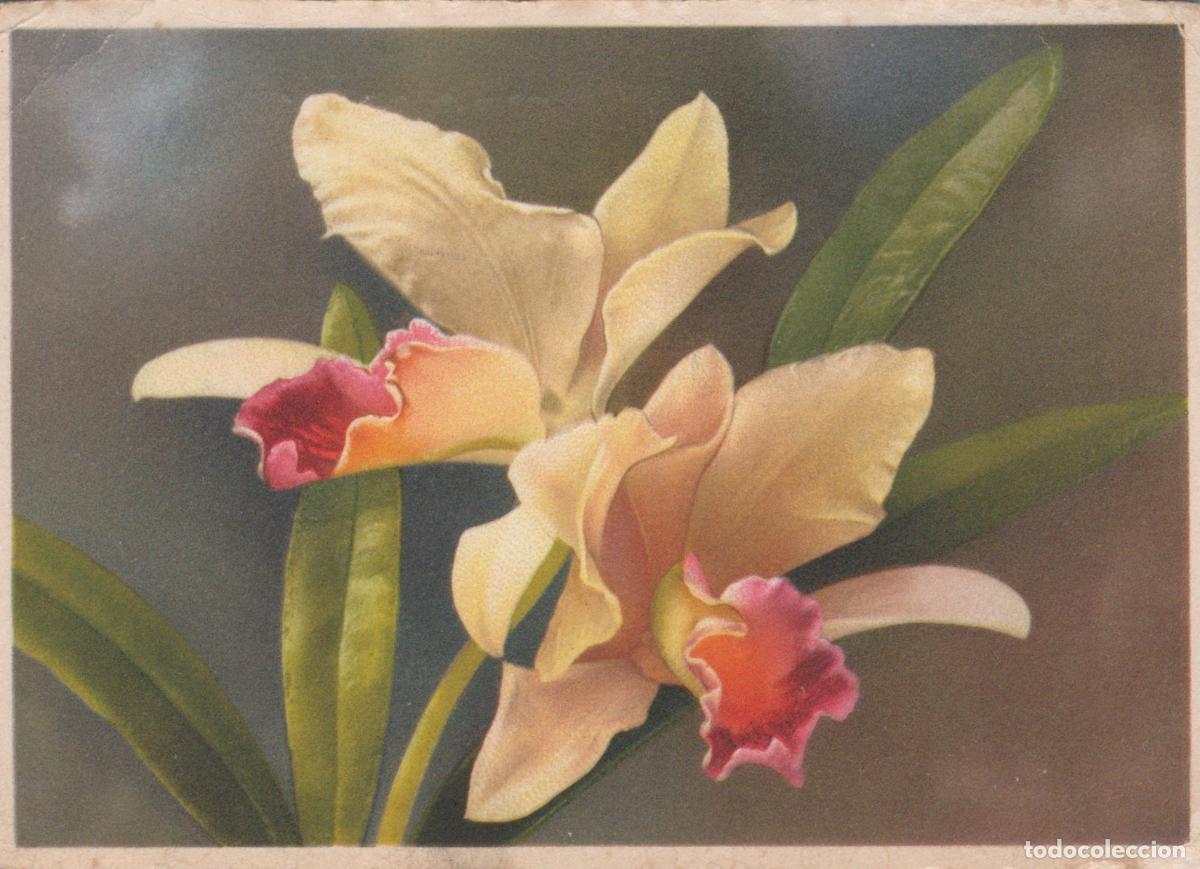 Cartes Postales: Germany Berlin Cattleya Orchid Flowers Botanical Art 1941 *YAY568
