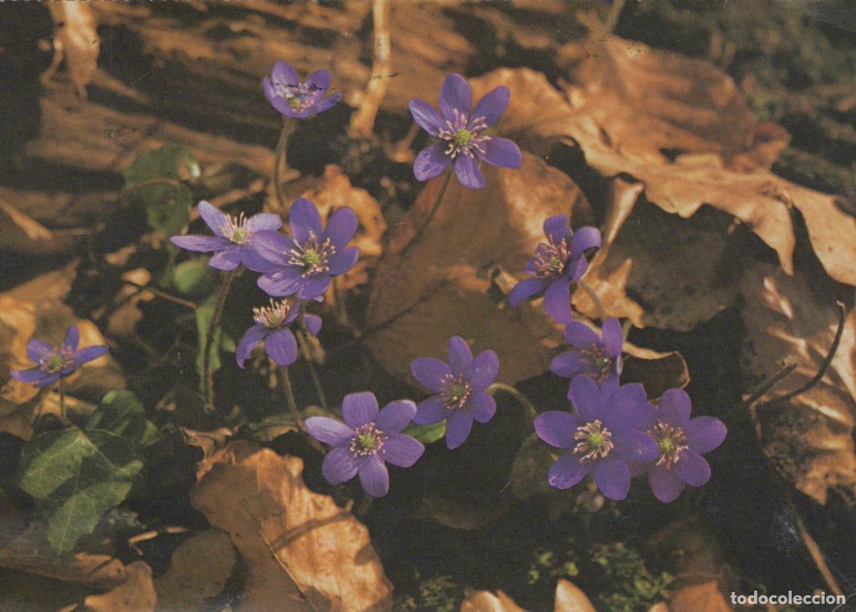 Postales: Germany Laatzen Purple Liverleaf Flowers in Forest Spring Nature *YAY603
