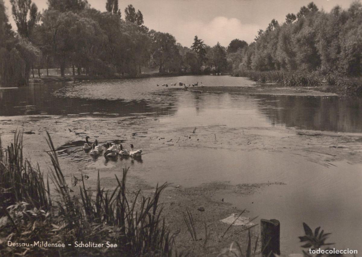 Cartes Postales: Germany Dessau Mildensee Scholitzer See Lake With Ducks Landscape *YAZ276