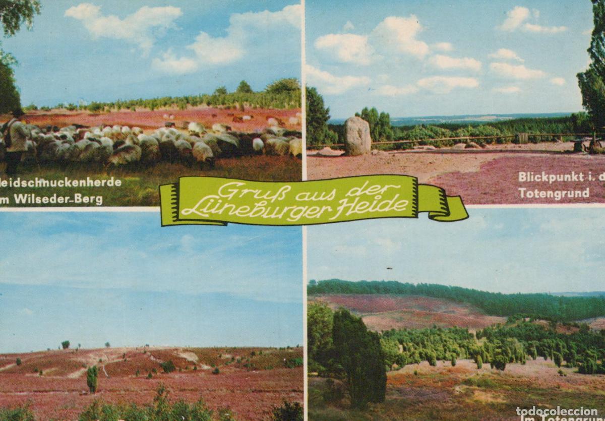 Postales: Germany L&uuml;neburg L&uuml;neburger Heide Heathland Views Sheep Unposted *YAZ778