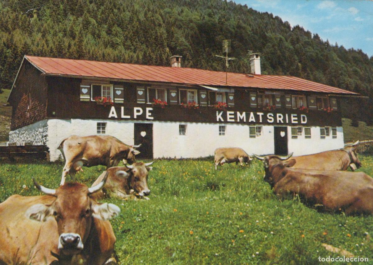 Postales: Germany Alpe Kematsried Oberjoch With Cows Grazing in Meadow *YBA122