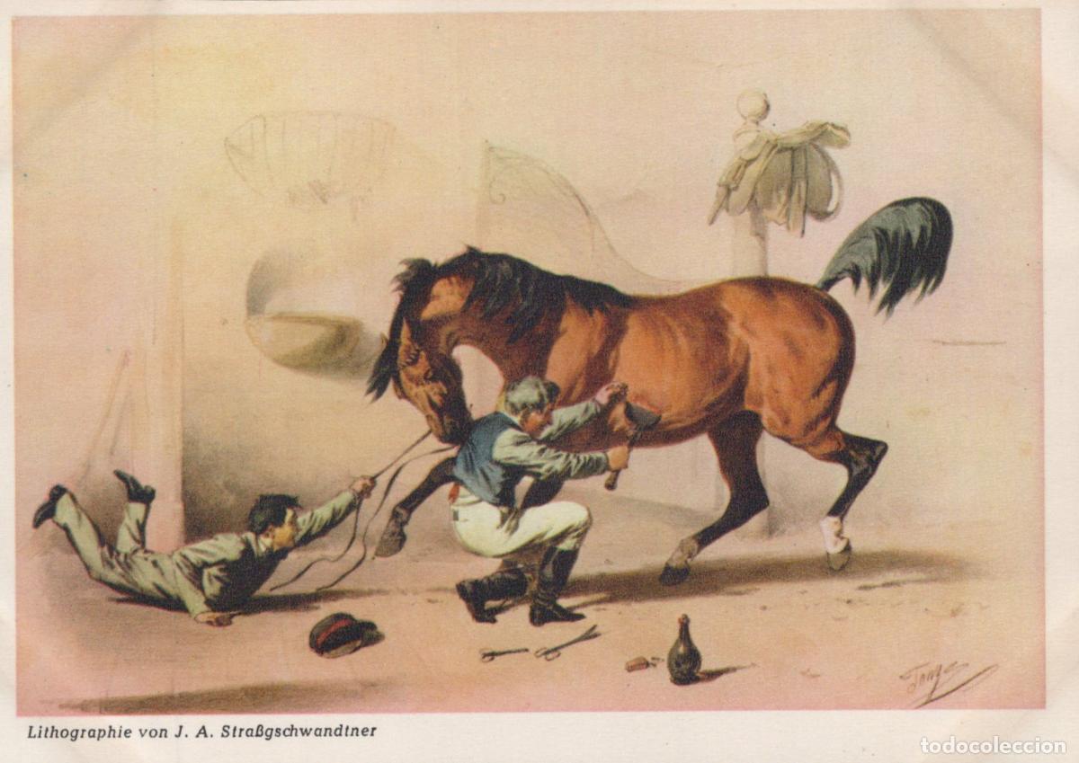 Postcards: Germany Verden Horse Doctor Trying To Treat A Frightened Horse Unposted *YBA332