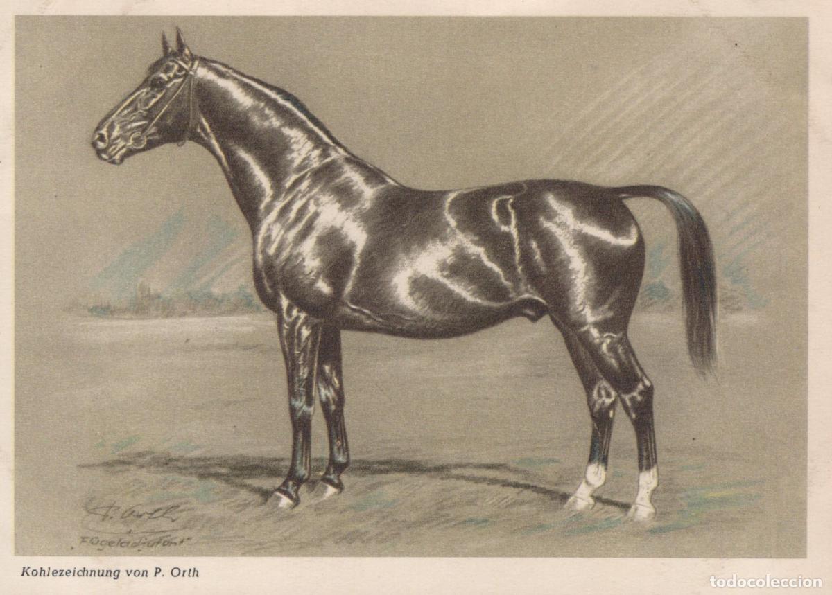 Cartes Postales: Germany Verden Fl&uuml;geladjutant Horse Drawing By P Orth Kornett Unposted *YBA433