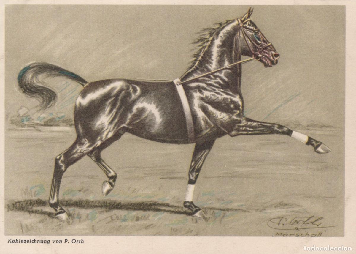 Cartes Postales: Germany Verden Aller Marschall Horse Drawing By P Orth 1957 Unposted *YBA432