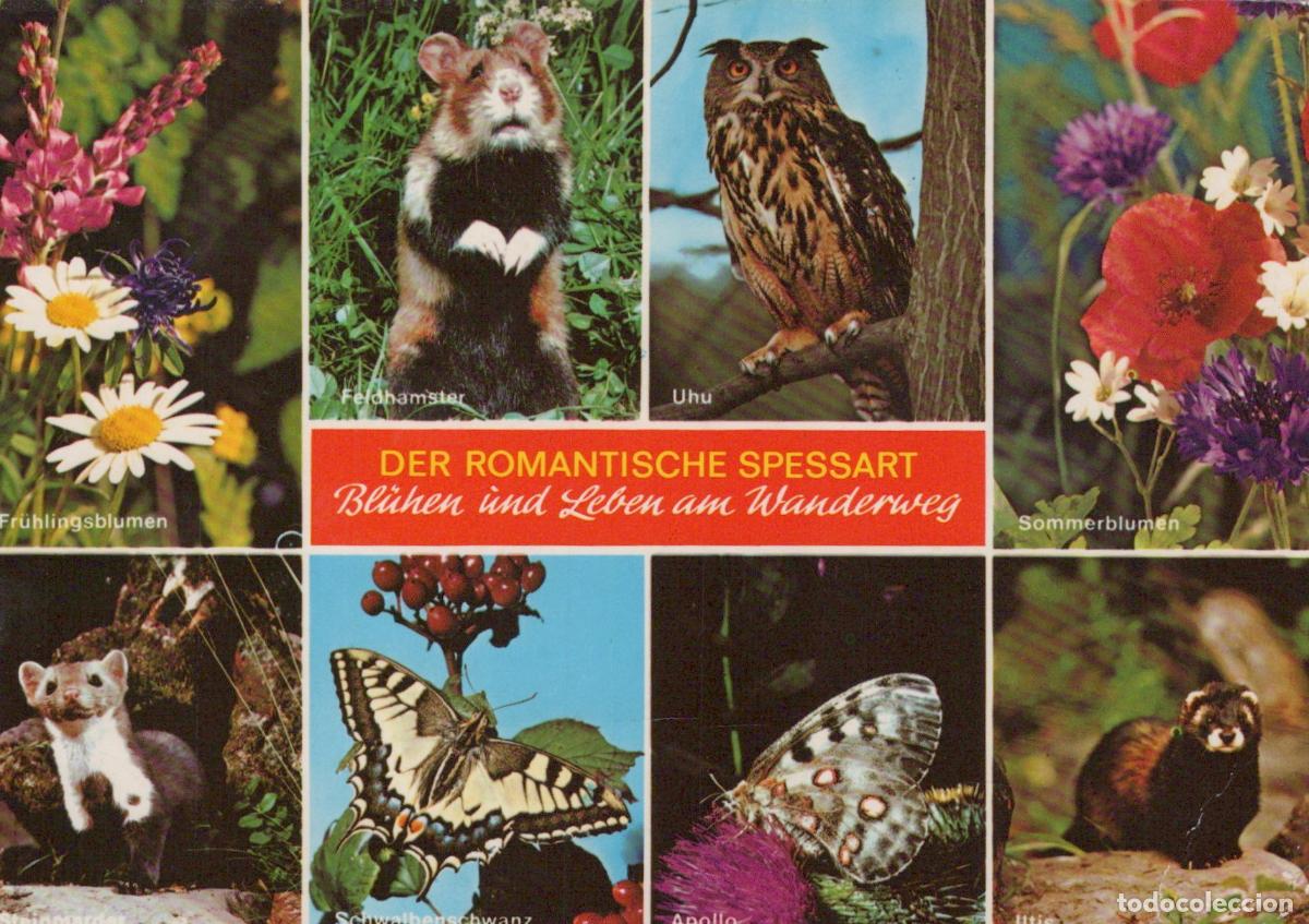 Cartes Postales: Germany Bad Orb Romantic Spessart Flowers Animals and Butterflies On *YBA550