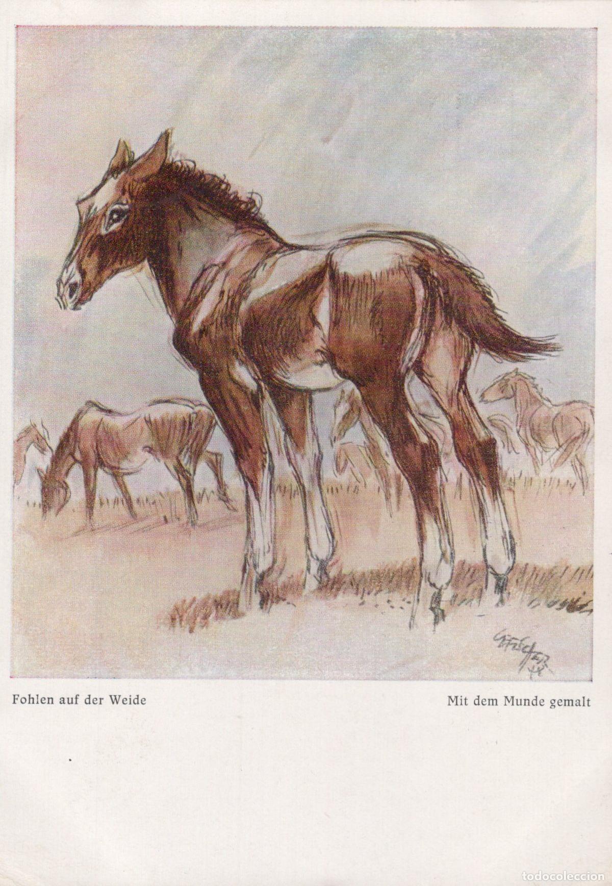 Cartes Postales: Germany Karlsruhe Foals On the Pasture *YBA481