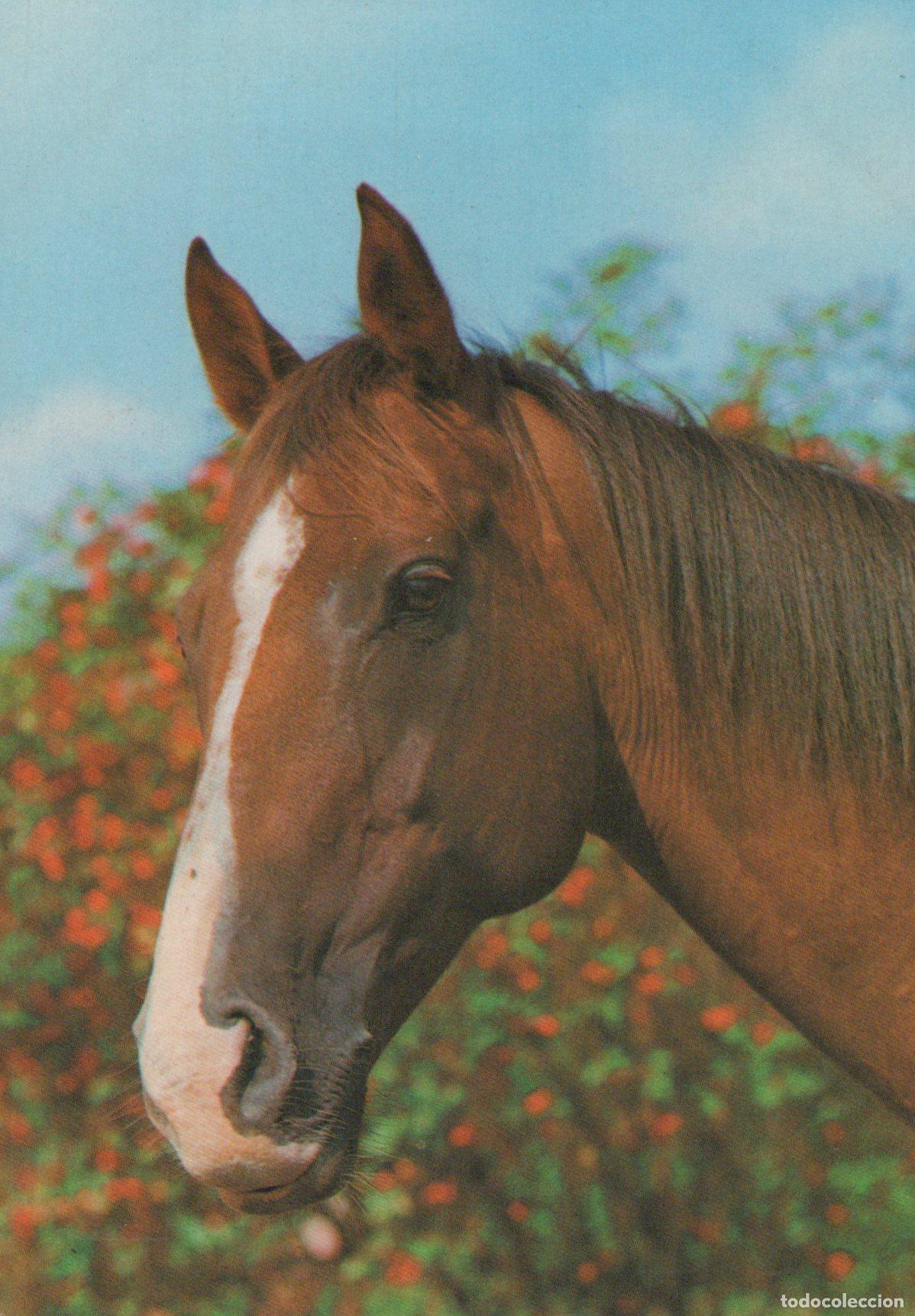 Postais: Germany Starnberg Brown Horse Head With White Blaze Outdoor Unposted *YBA472