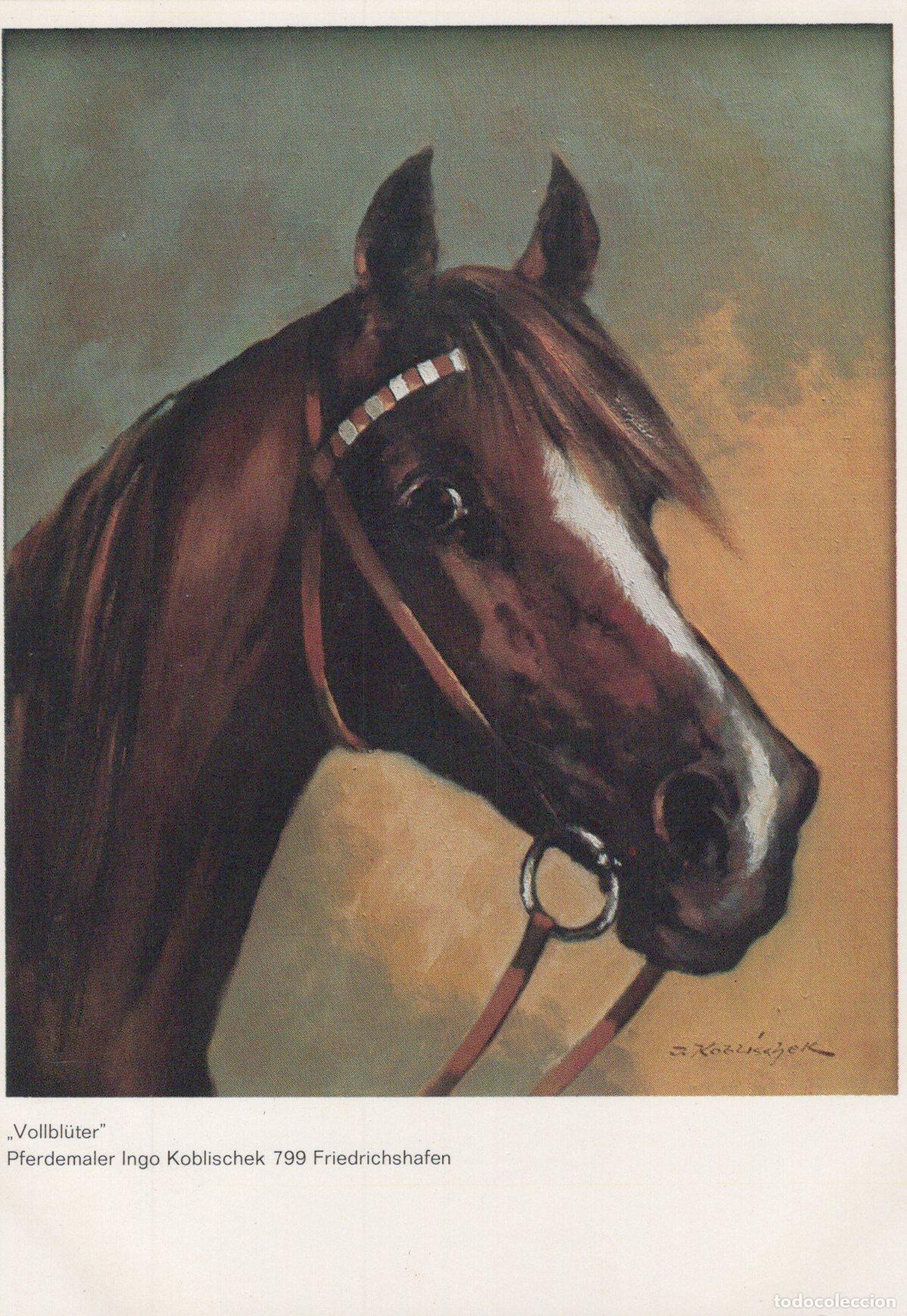 Postais: Germany Friedrichshafen Horse Portrait By Ingo Koblischek Art Unposted *YBA520