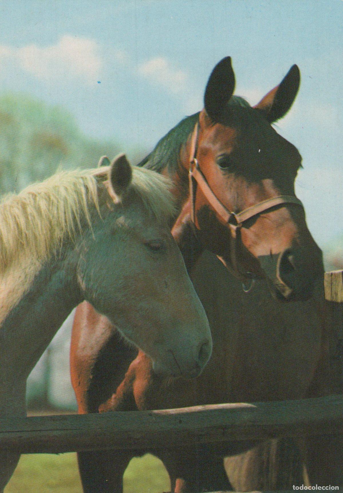 Postais: Germany Starnberg Two Horses Bay and Palomino Standing By A Unposted *YBA522