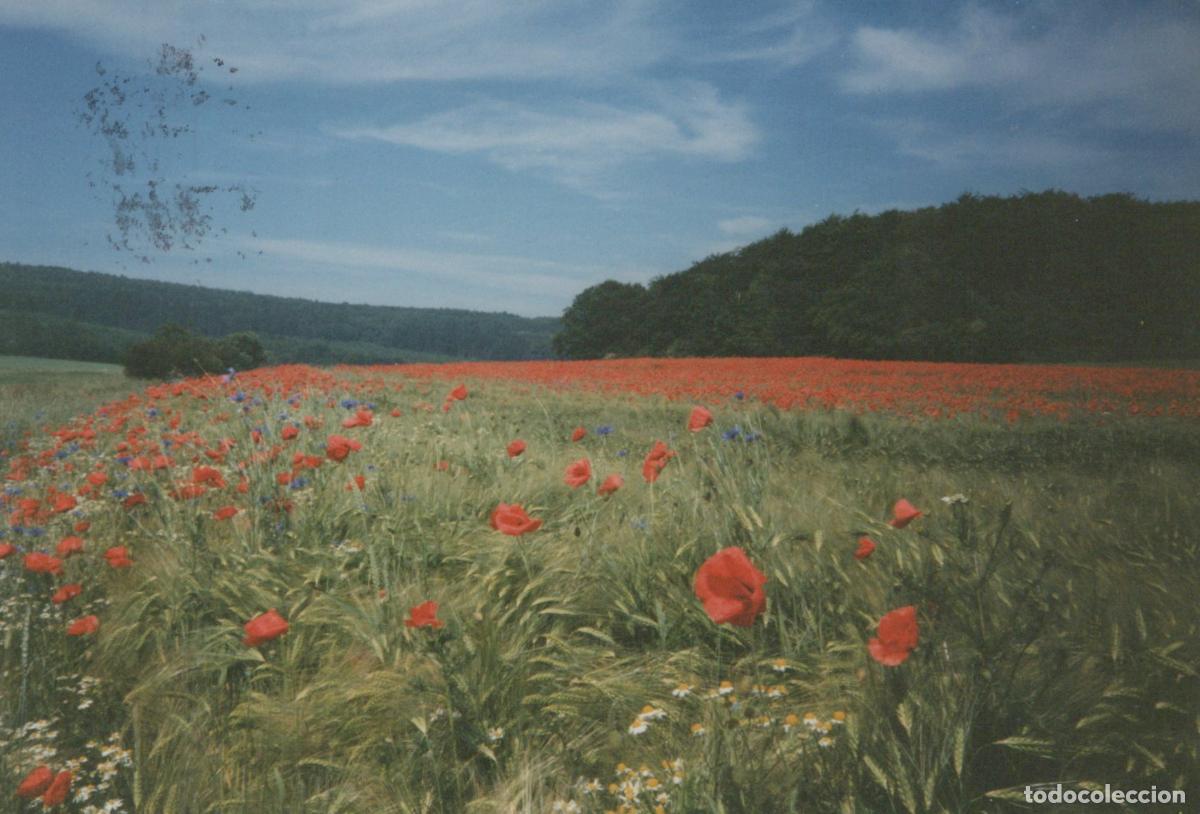 Cartes Postales: Germany Bad Wildungen Poppy Field Landscape With Red and Blue Flowers *YBA886