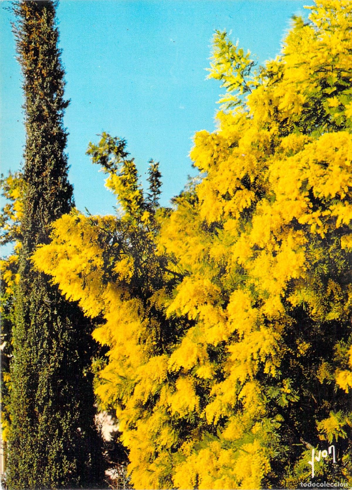 Postales: Postal de la Costa Azul con hermosas flores de mimosa en Francia