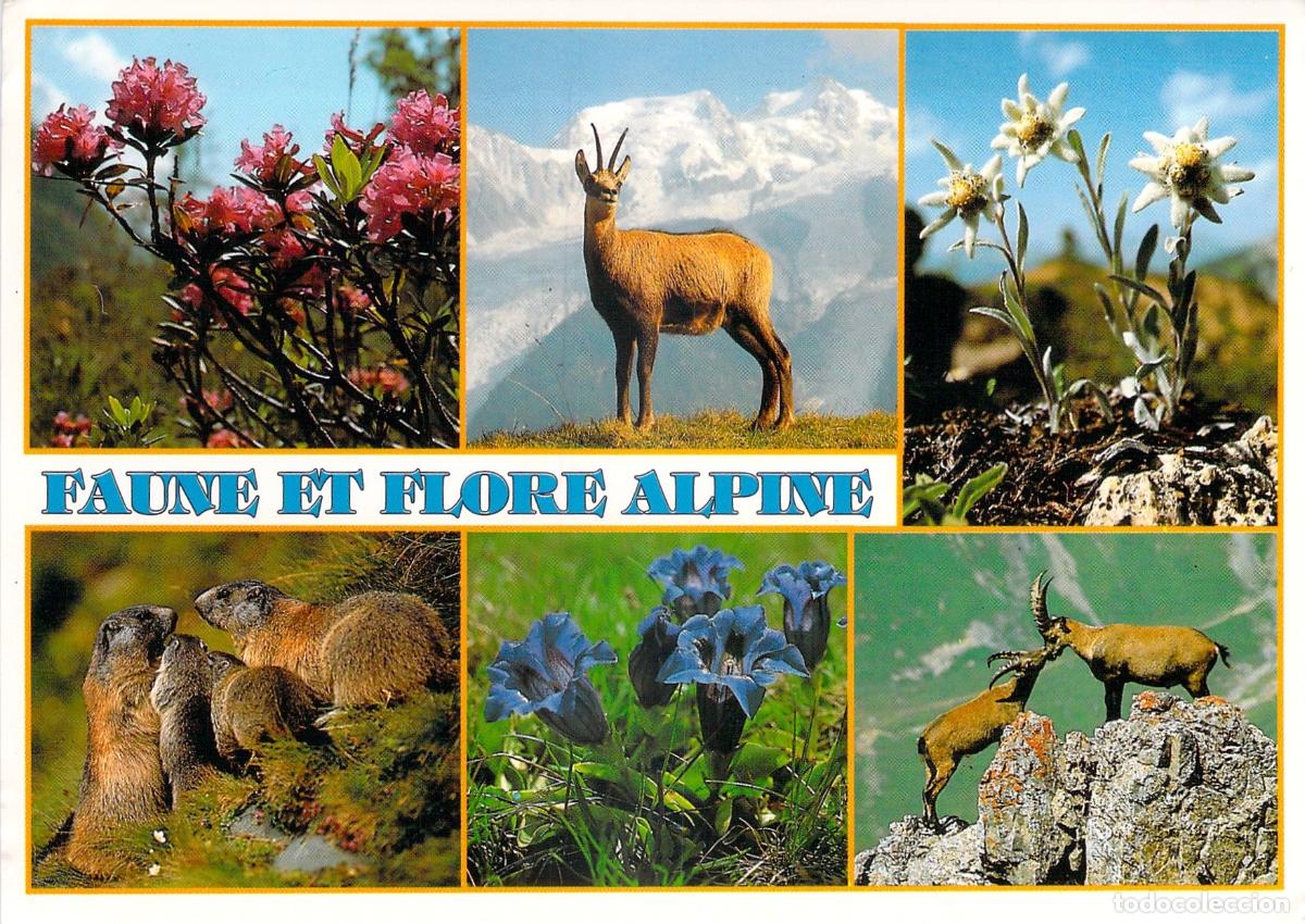 Postales: Postal de fauna y flora de los Alpes con fotograf&iacute;a de naturaleza