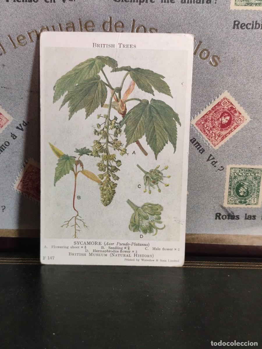 Postales: P6251 Postal Inglesa British Trees F147 Sycamore