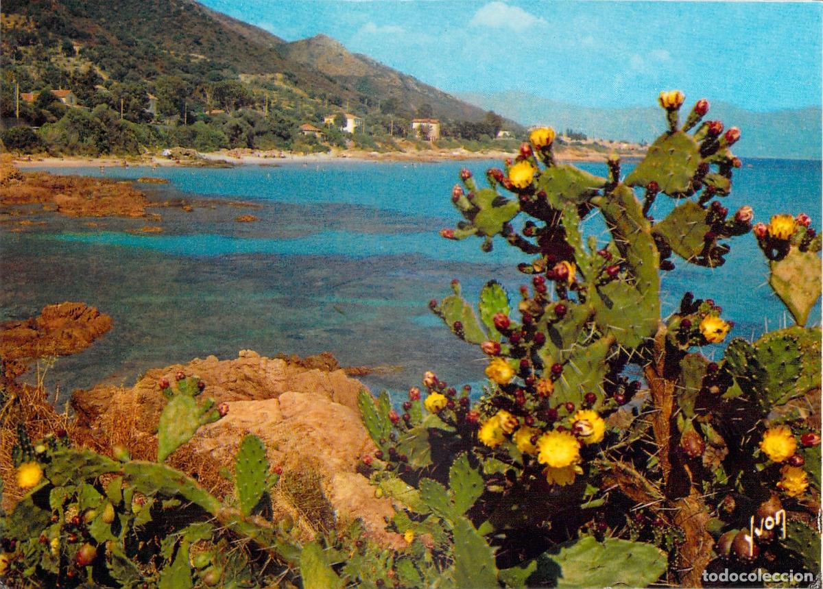 Postales: Postal de paisaje costero con cactus en C&oacute;rcega Francia