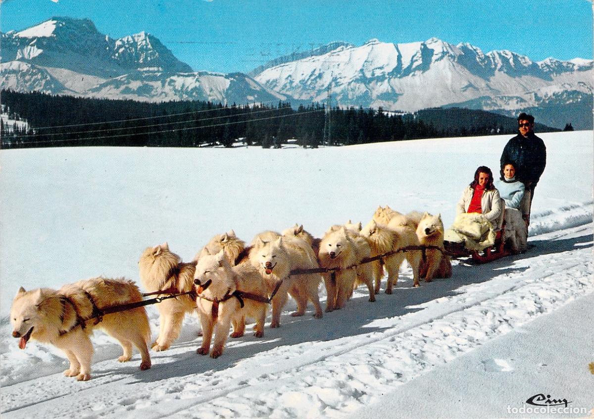 Postales: Postal de trineo tirado por perros samoyedo en Taninges, Francia