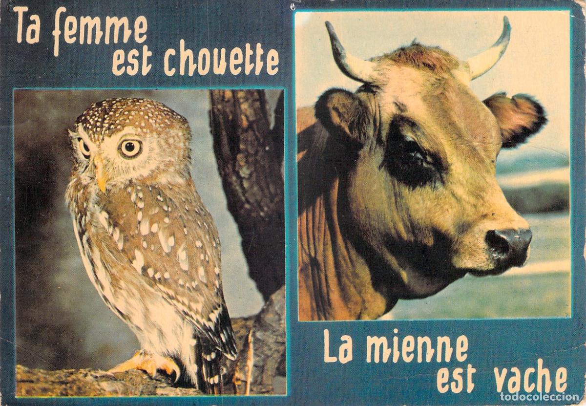 Postales: Postal con juego de palabras humor&iacute;stico sobre animales