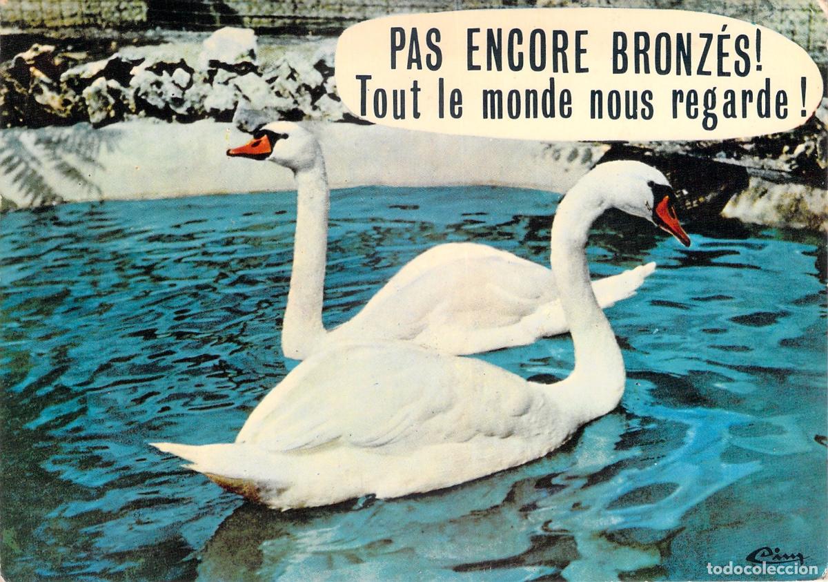 Postales: Postal de cisnes blancos del Jardin Zoologico del Gue Gallet